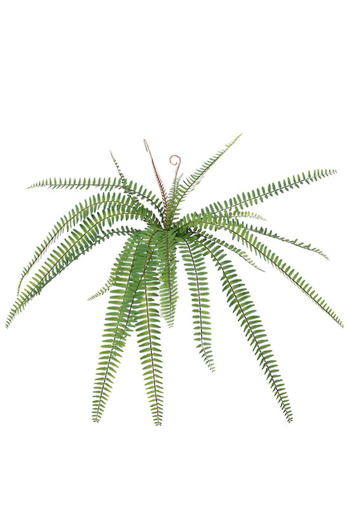 Fishbone Fern with Koru, fine arching fern fronds radiating from the centre, on white