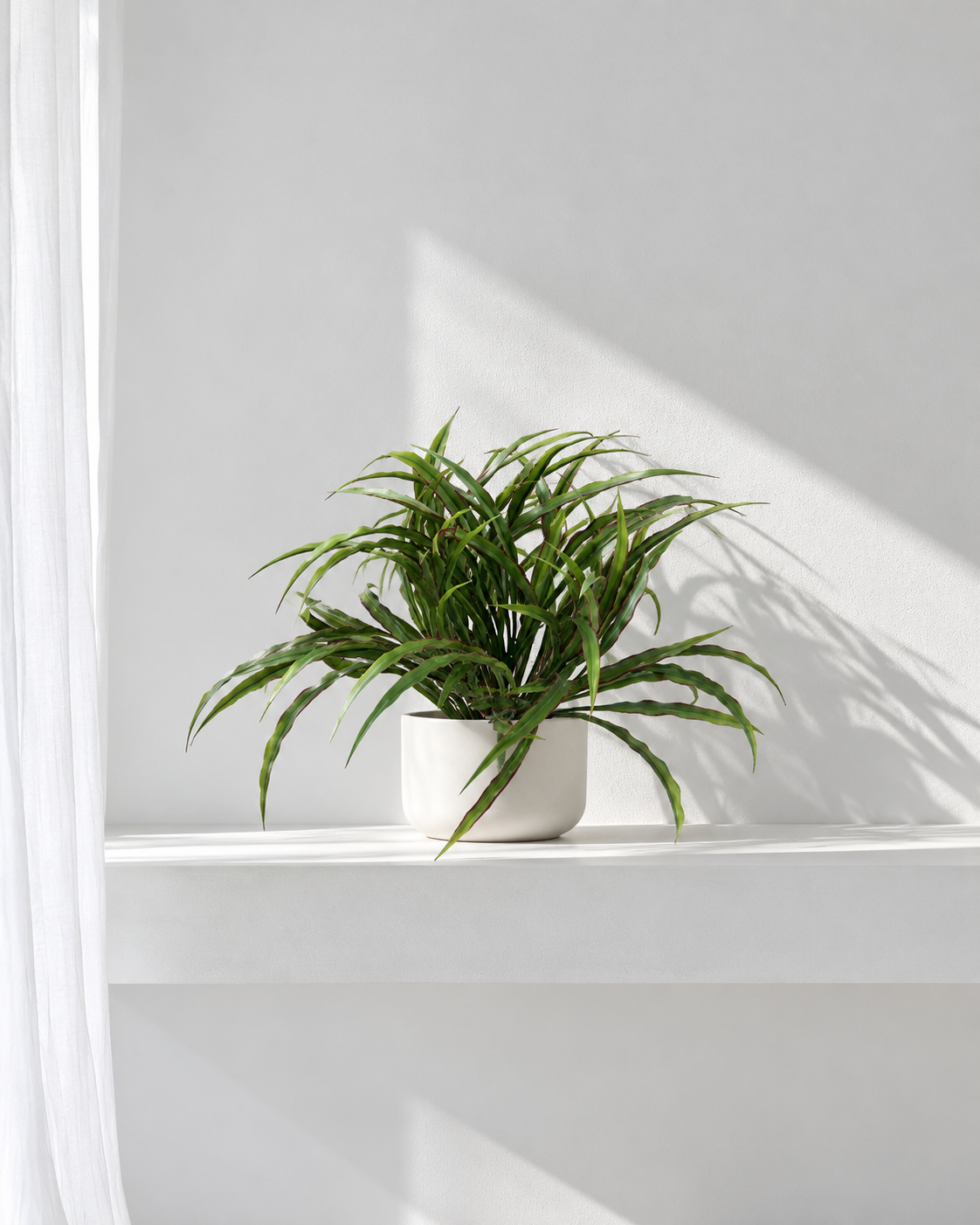 Vanilla grass bush with red edged blades on a low white ledge in a sunlit room