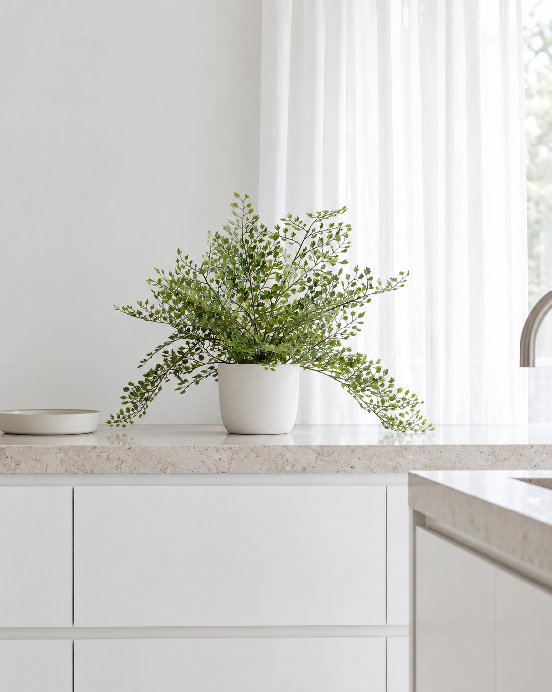 Maidenhair fern bush in a white pot on a kitchen bench