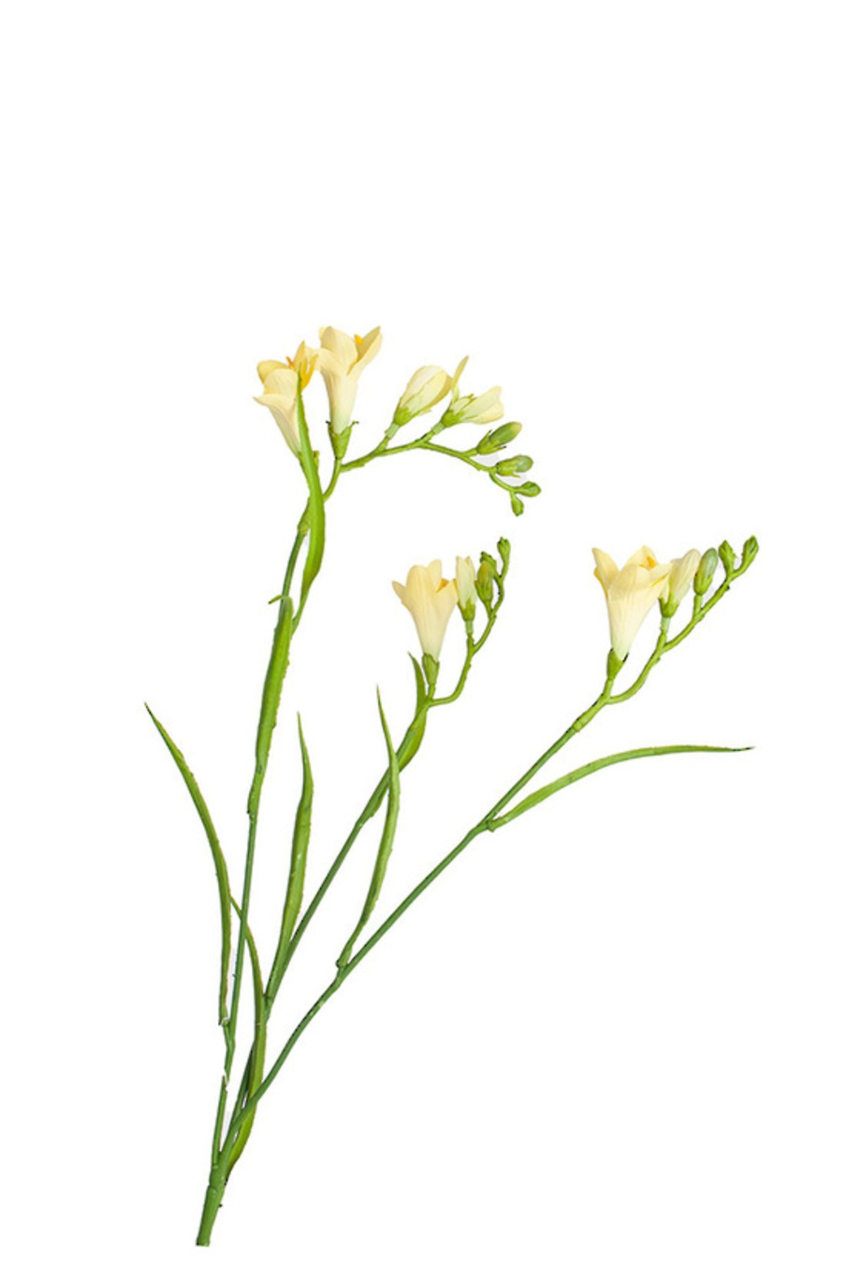 Close up of soft yellow faux freesia trumpets and green buds on arching branches