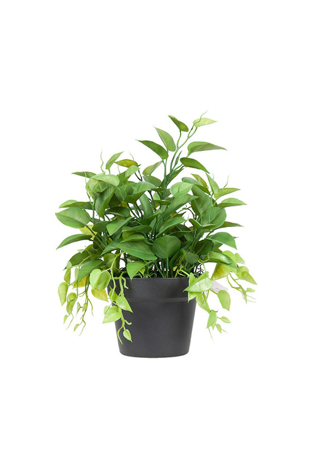 Golden Pothos Plant 40.5cm, bushy heart-shaped leaves with light variegation in a black pot