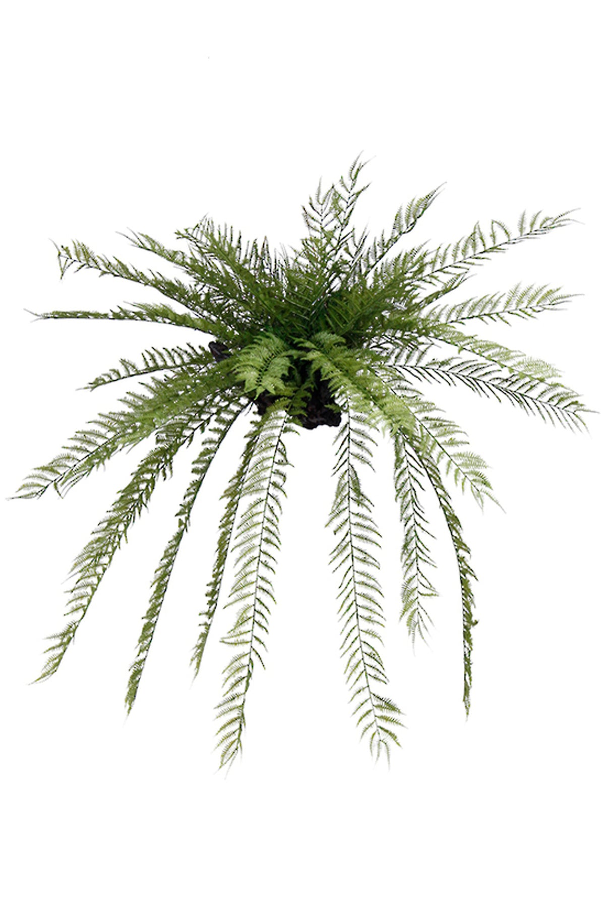 Hanging Wood Fern Ball, feathery fern fronds radiating from a central ball, on white