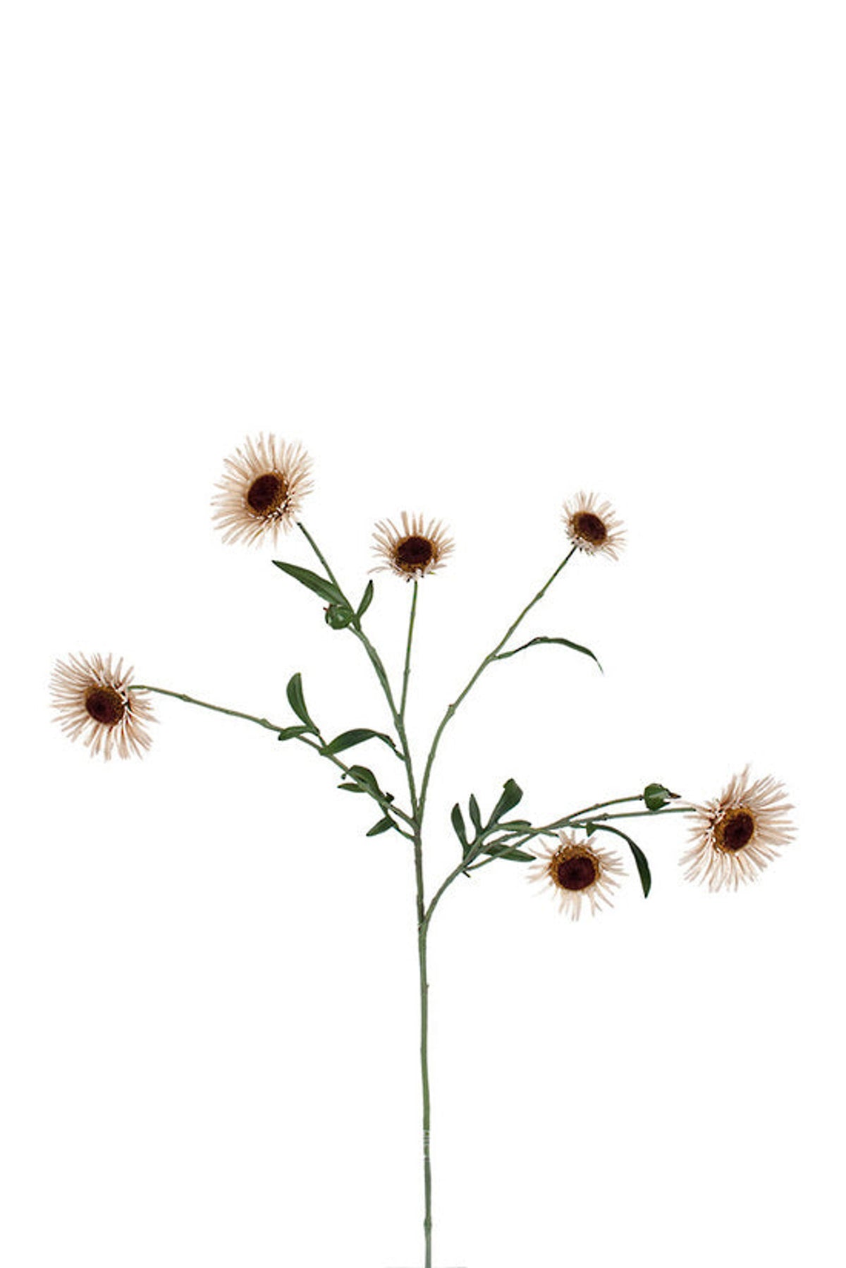 Harvest daisy six head spray in natural, faux dried daisy stem with papery petals