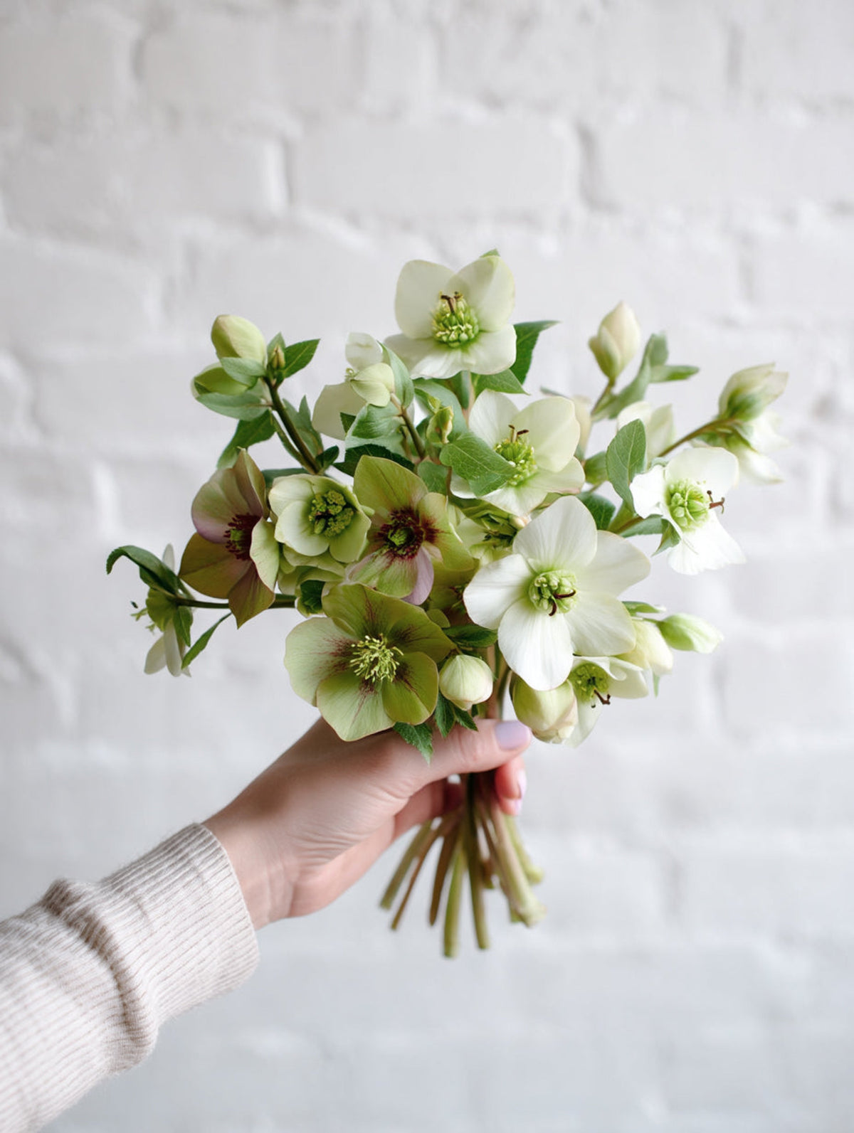 Hand holding a bunch of cream and mauve hellebores against a white brick wall