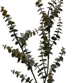 Detail of moss green faux Hinterland Gum foliage, small rounded eucalyptus leaves paired along dark slender stems.