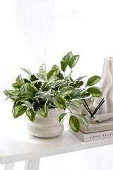 Variegated artificial Hoya Carnosa bush styled in neutral ceramic bowl on white shelf