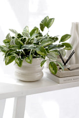 Variegated artificial Hoya Carnosa bush styled in a neutral ceramic bowl on a white shelf.