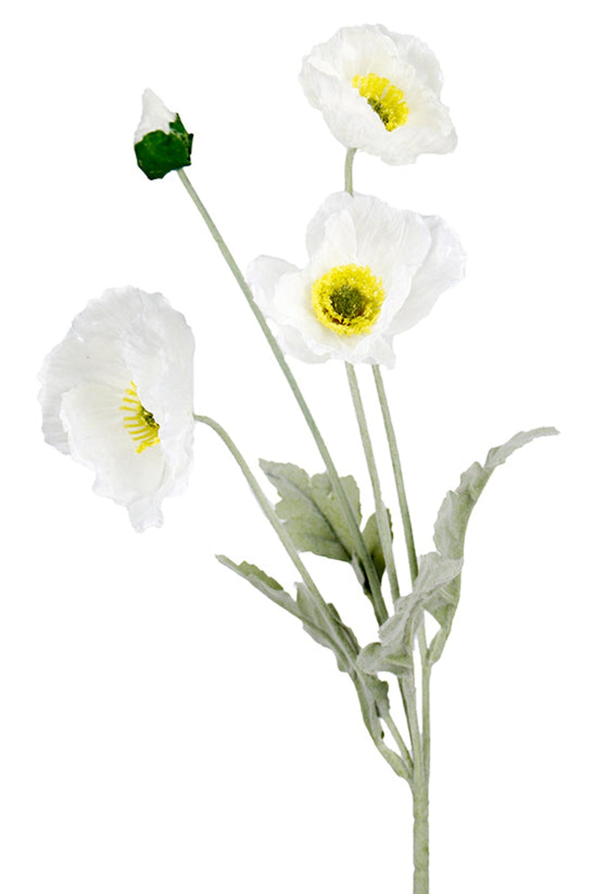 Iceland Poppy Spray in white, open crepe-textured blooms and a bud, on white