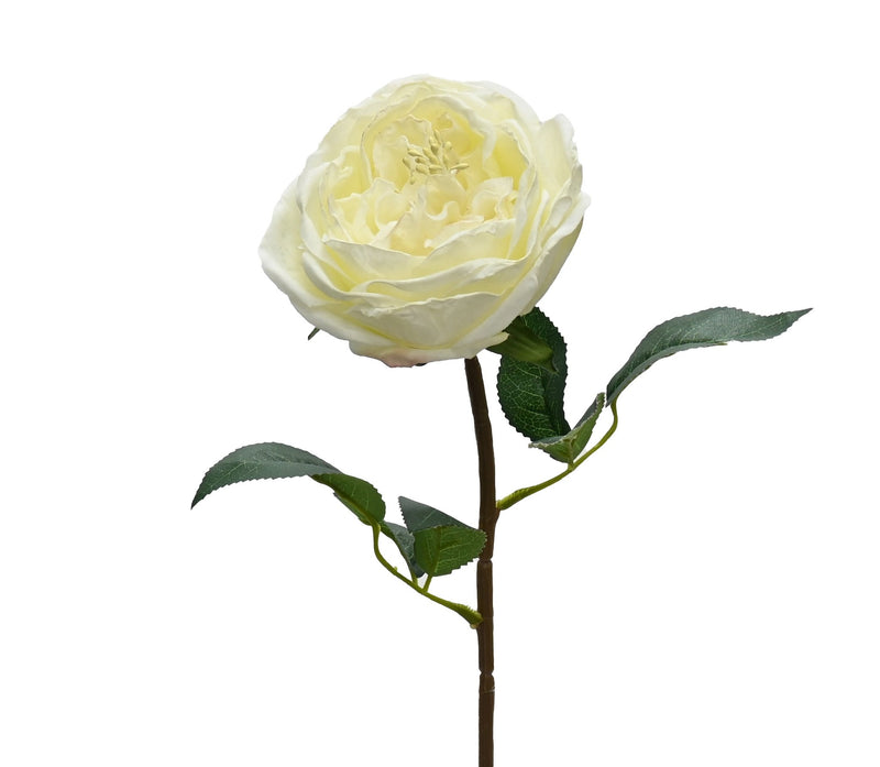 White rose with green leaves on a white background
