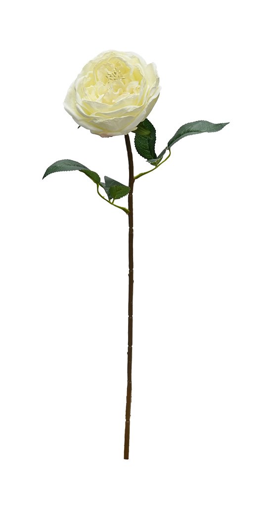 White rose on a white background