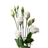 White Lisianthus / Eustoma