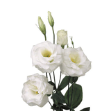 White Lisianthus / Eustoma