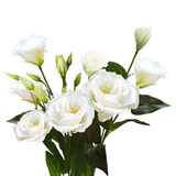 White Lisianthus / Eustoma