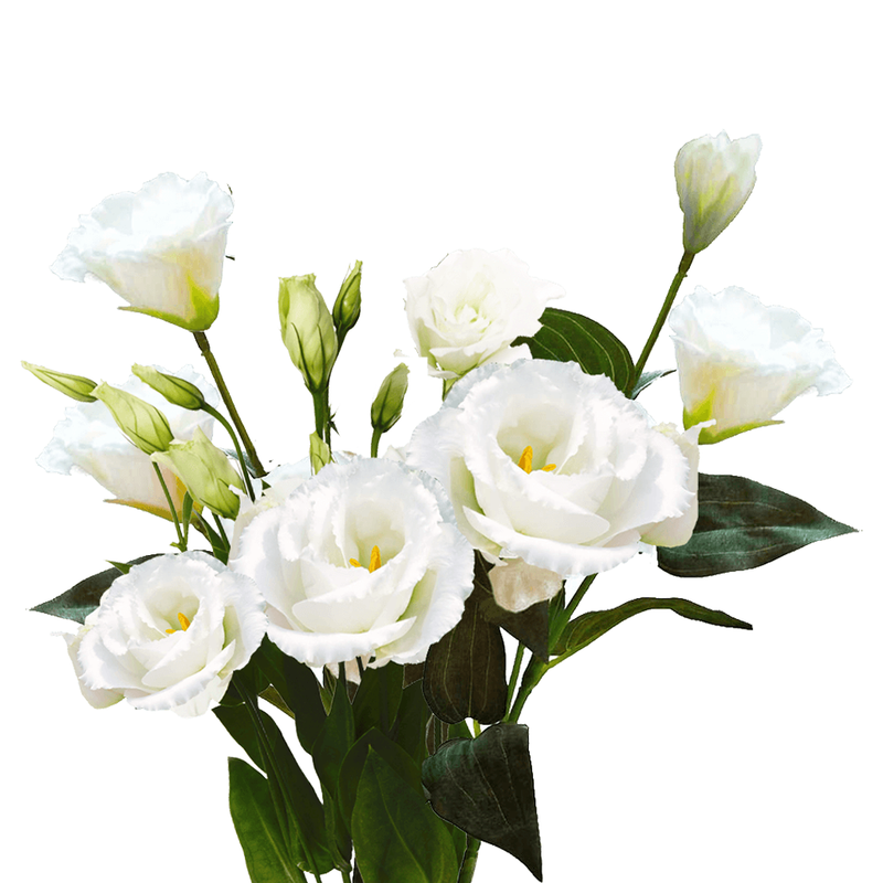 White Lisianthus / Eustoma