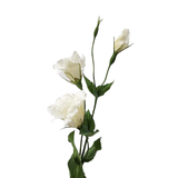 White Lisianthus / Eustoma