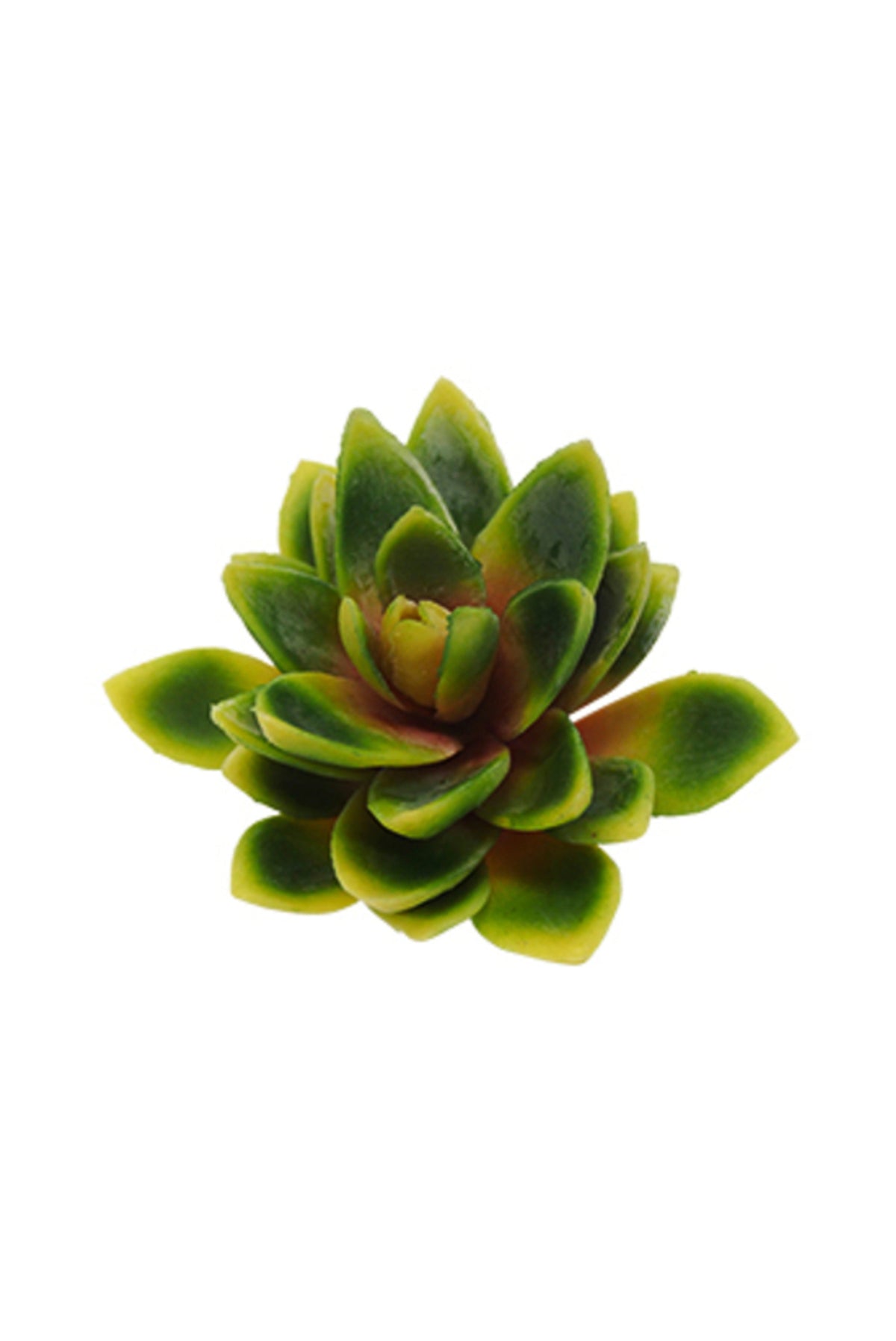 Lotus Succulent Pick, green rosette with yellow and red-tipped leaves, on white