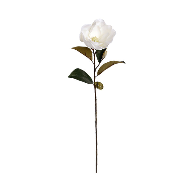 A Cameo Magnolia - White flower on a stem against a white background, surrounded by greenery.