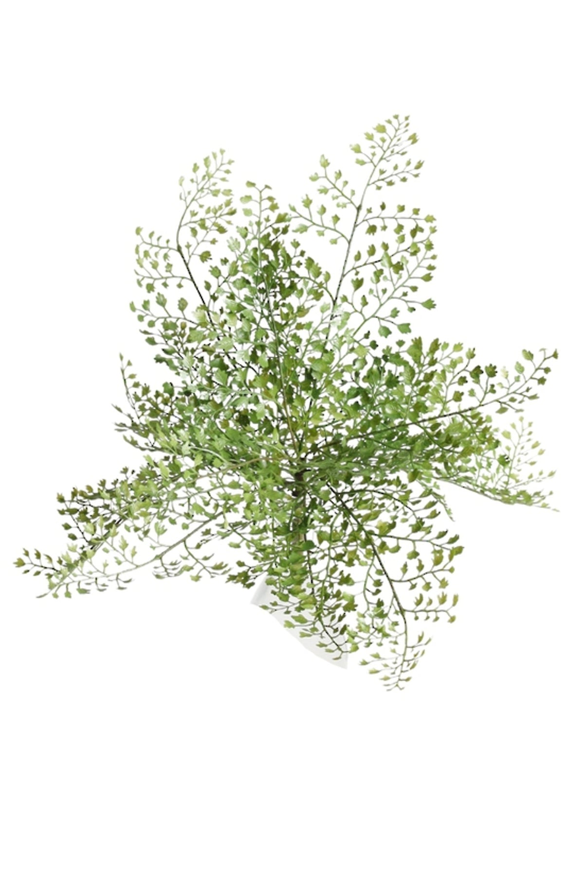 Closer view of maidenhair fern fronds and fine leaflets, on white