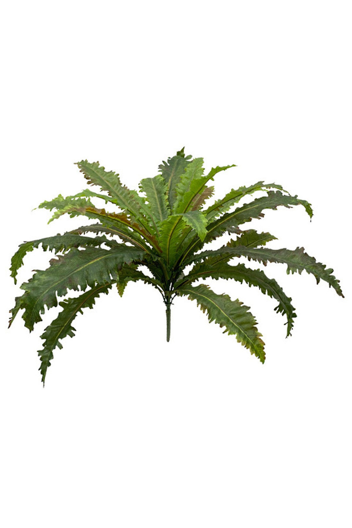Margarintum Fern Bush, full rosette of serrated green fern fronds, on white