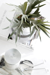Mini staghorn fern styled in a ribbed glass vessel on a white tabletop with marble accessories, books, and a silver-lidded candle.