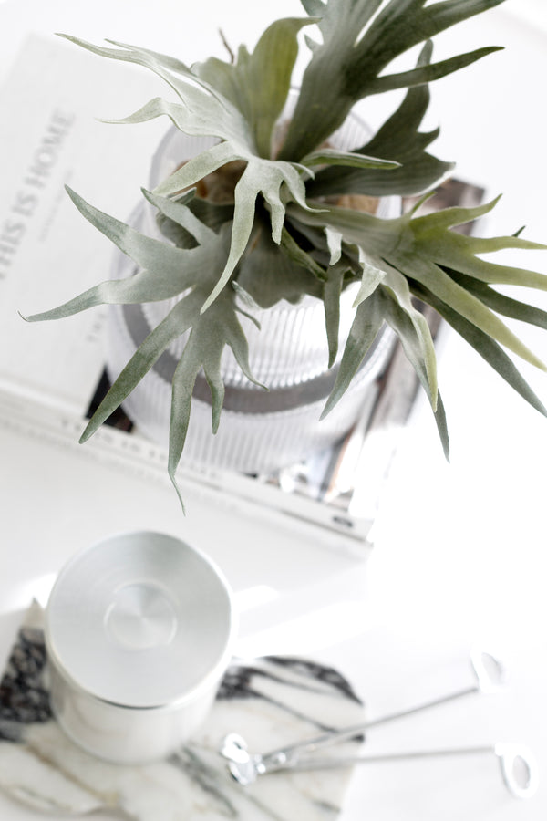 Mini staghorn fern styled in a ribbed glass vessel on a white tabletop with marble accessories, books, and a silver-lidded candle.