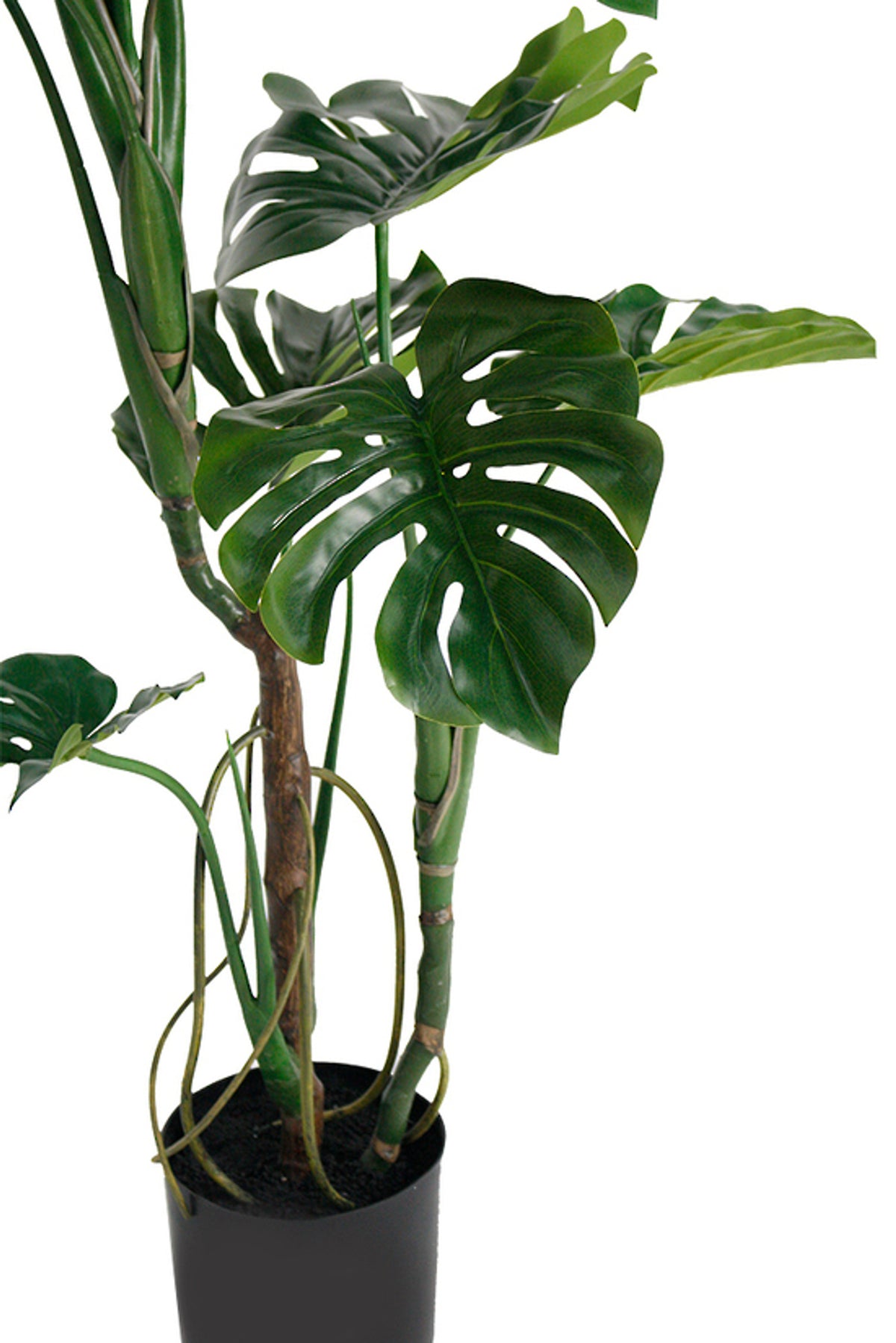 Close view of monstera split leaves and stems above the black nursery pot