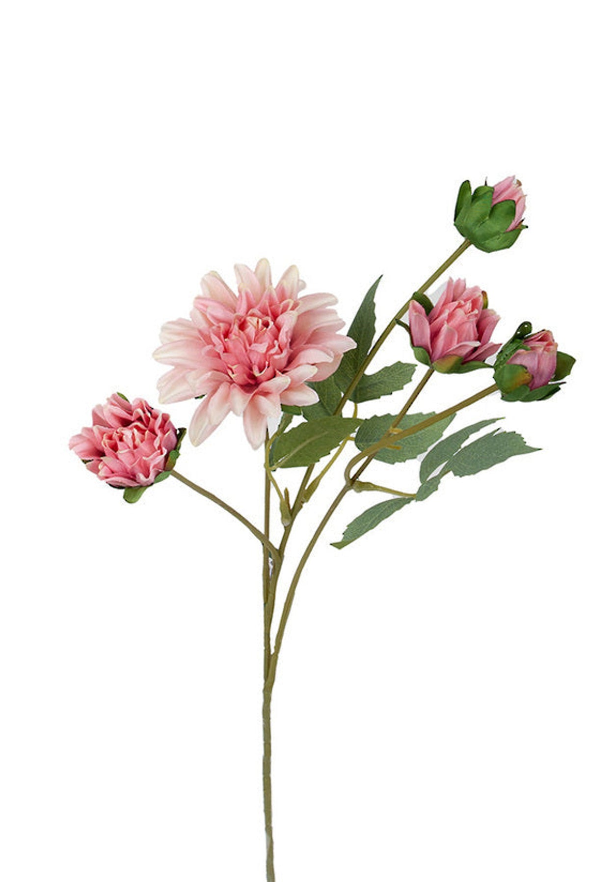 Mum Spray in aged pink, spiky pink blooms and buds, on white