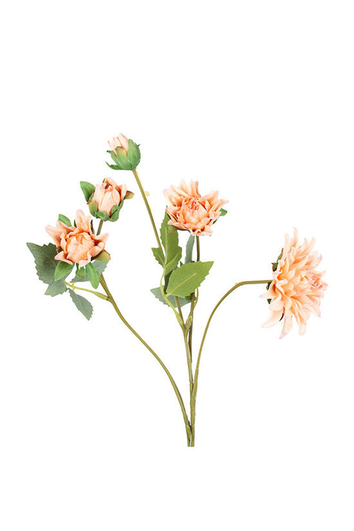 Mum Spray in a warm peach colourway, open blooms and buds, on white