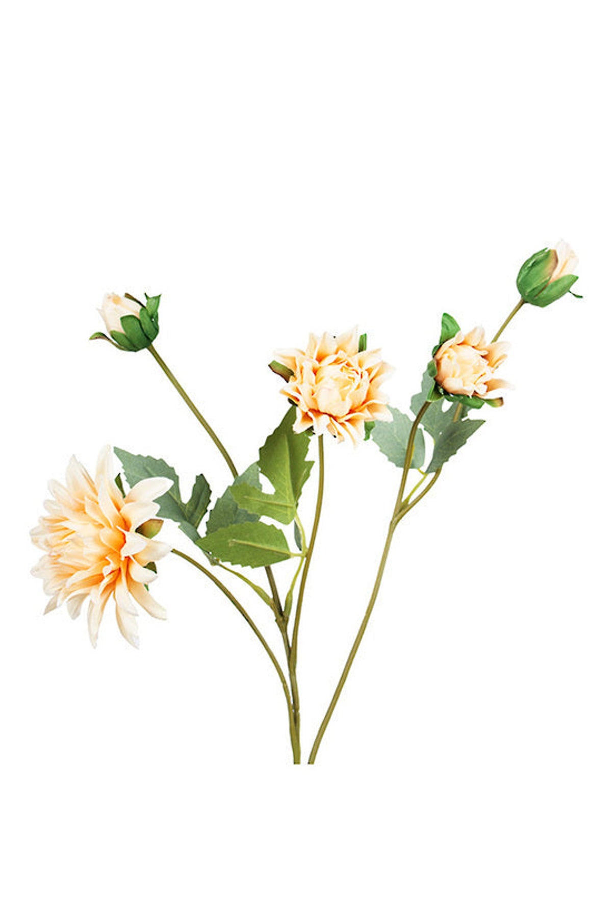 Mum Spray in a pale apricot colourway, layered spiky blooms and buds, on white