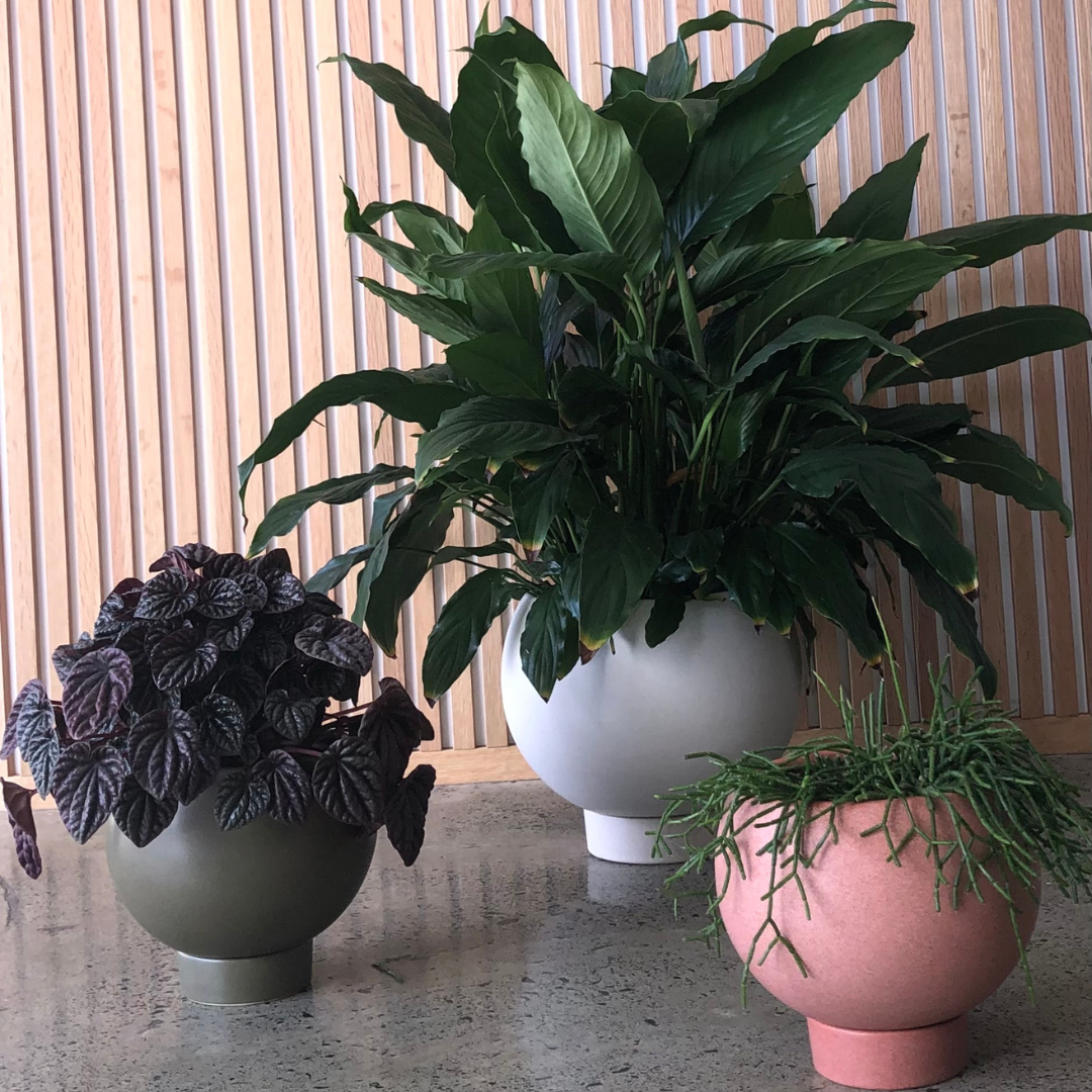 Three Medium Orbit Planter Oatmeal plants on a table next to a wall.