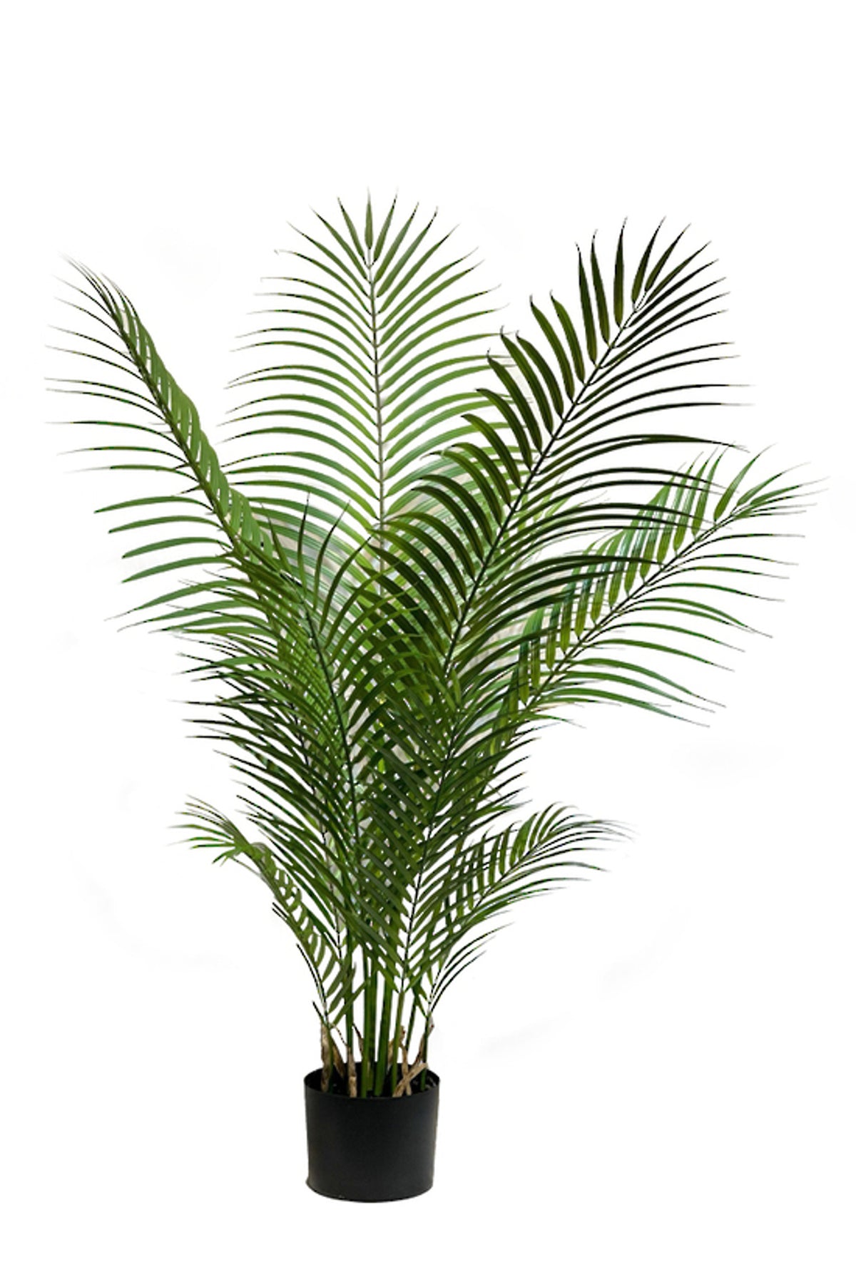 Parlour Palm 1.2m, bushy feathered fronds in a black nursery pot, on white