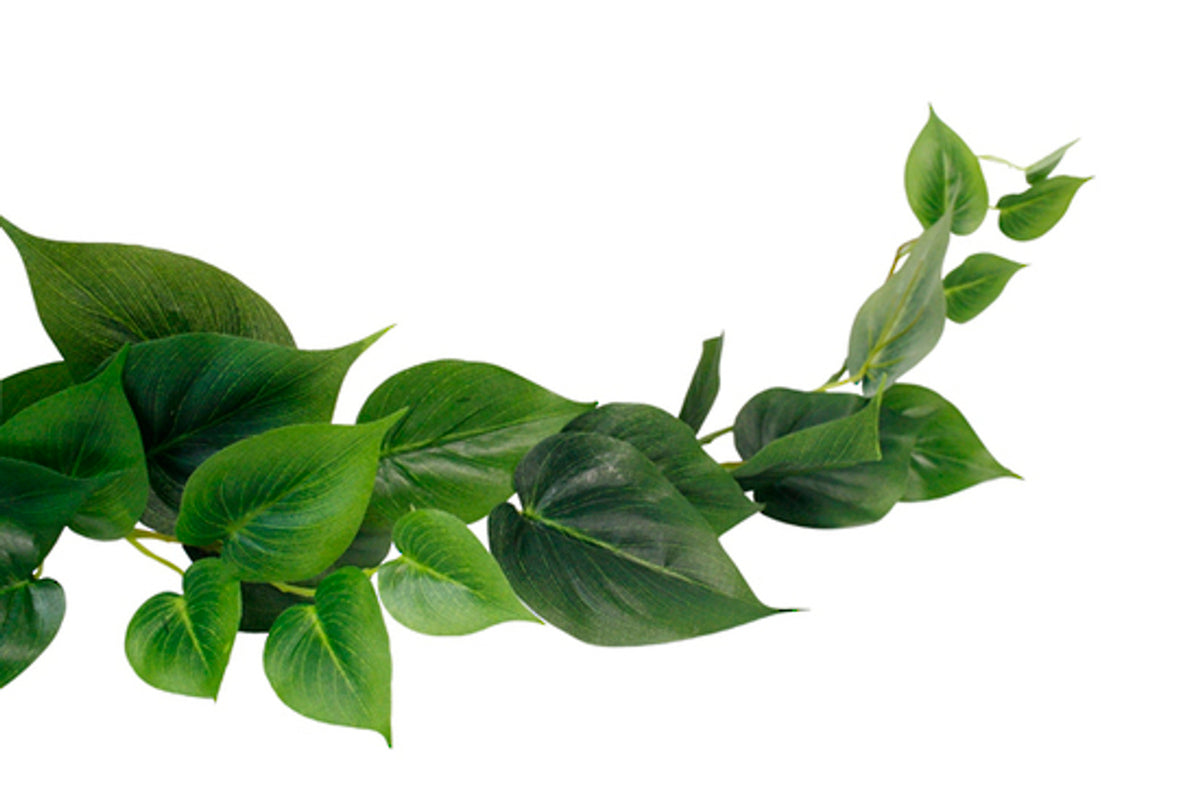 Close view of heart-shaped philodendron garland leaves
