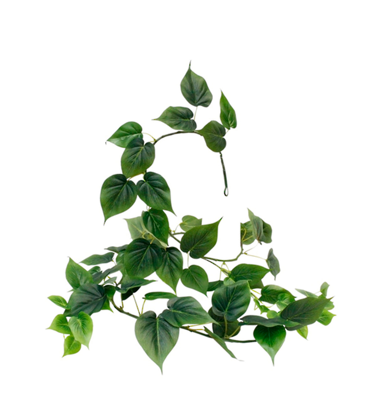 Philodendron Garland, draped vine of heart-shaped green leaves, on white