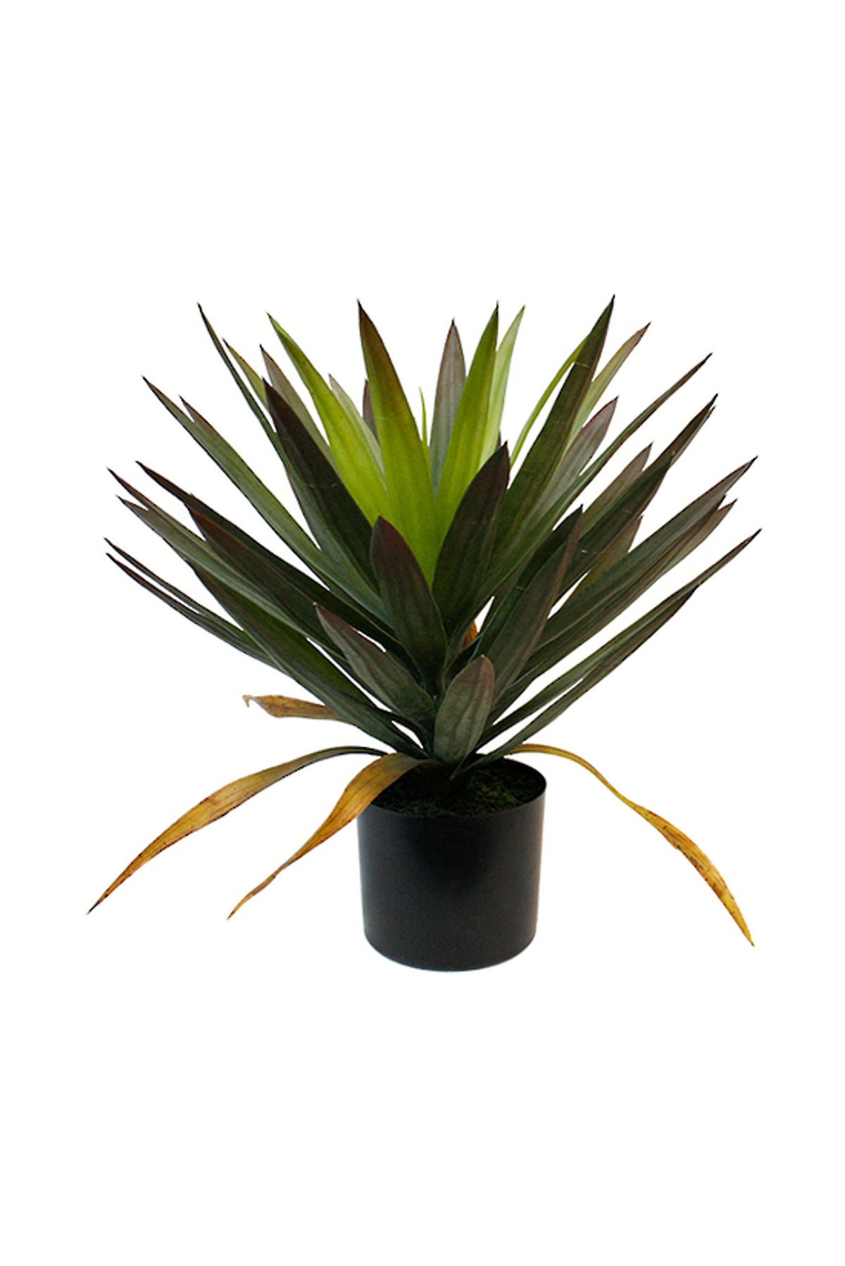 Faux Phoenix Tail Yucca 50cm in a black pot, arching green and burgundy blades with golden lower leaves