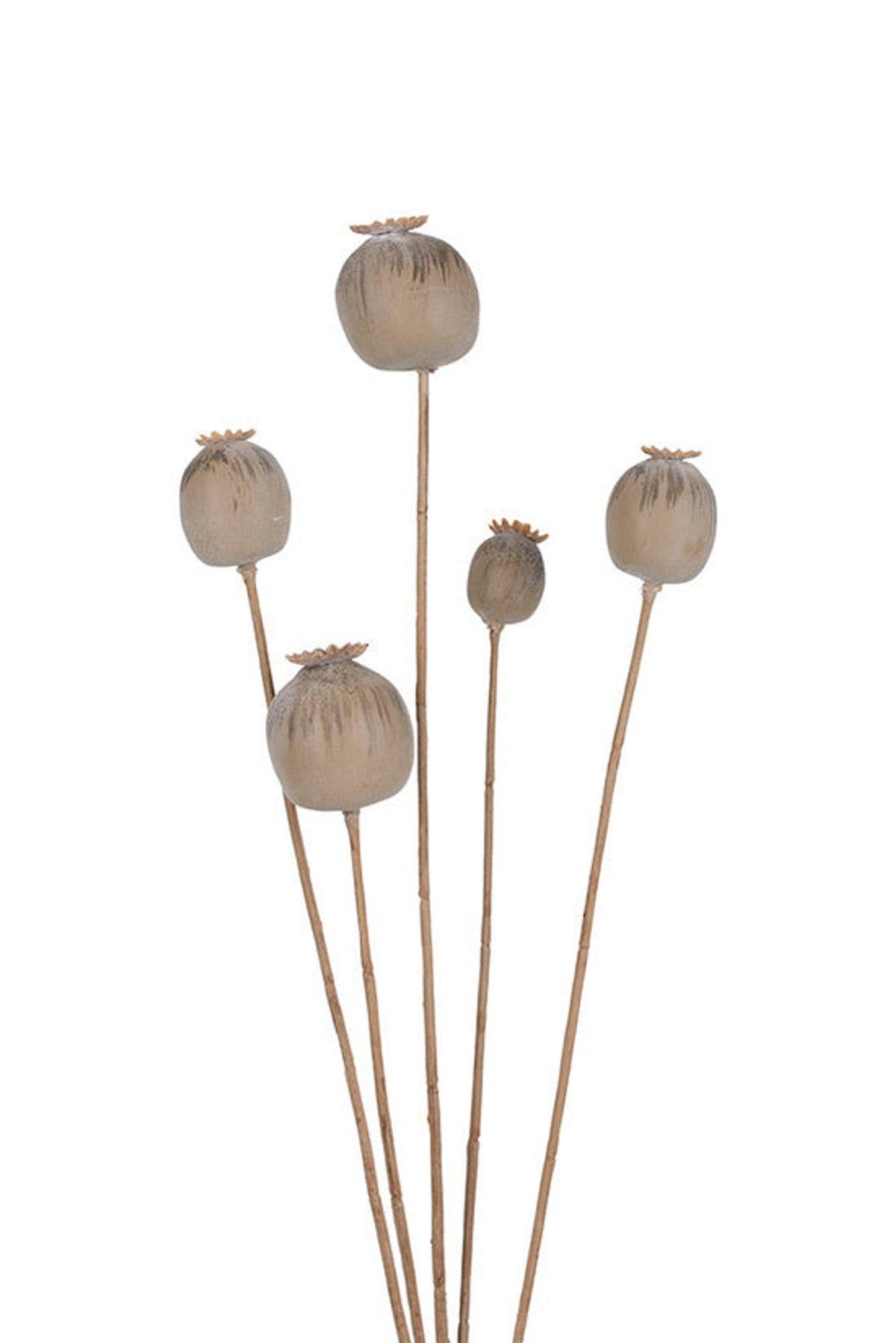Poppy seed five head spray in natural, faux seed pod stem with ribbed sculptural pods