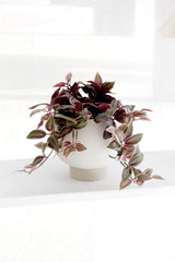 Orbit oatmeal stoneware planter with curved silhouette and built-in plinth saucer, styled with a trailing plant
