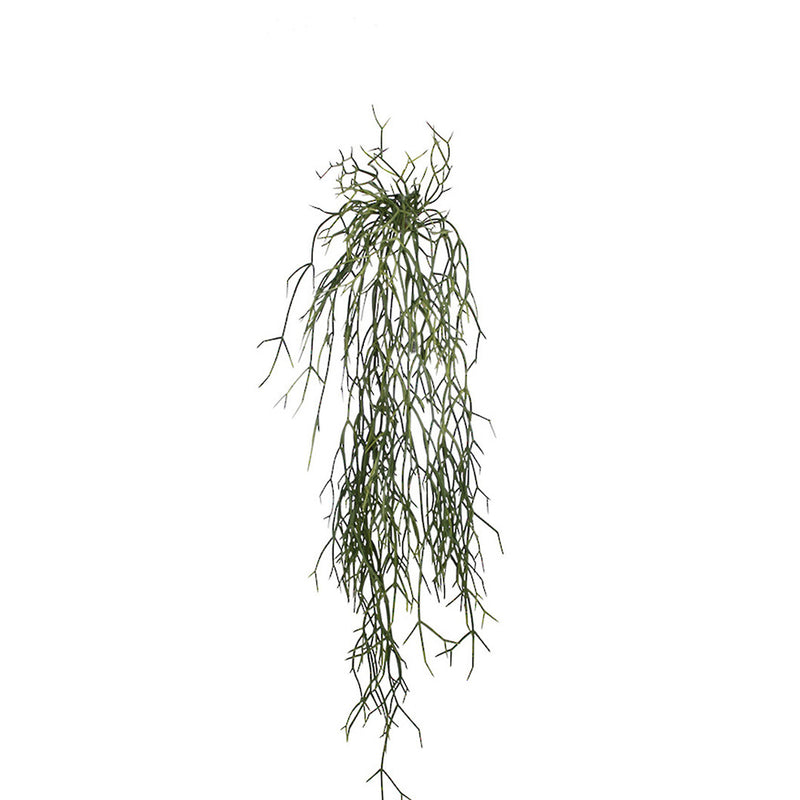 Hanging Rhipsalis 84cm