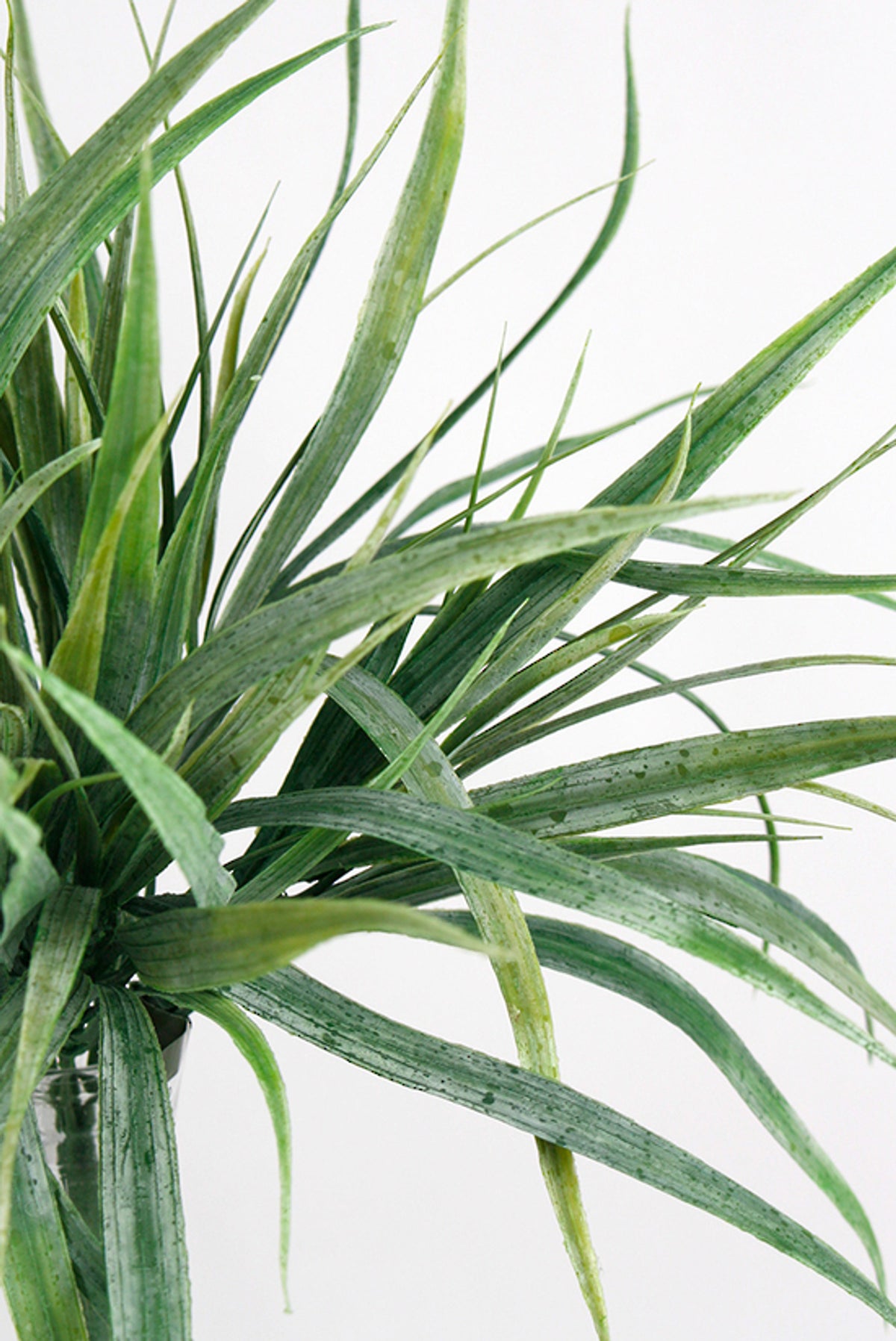 Close view of ryegrass blades