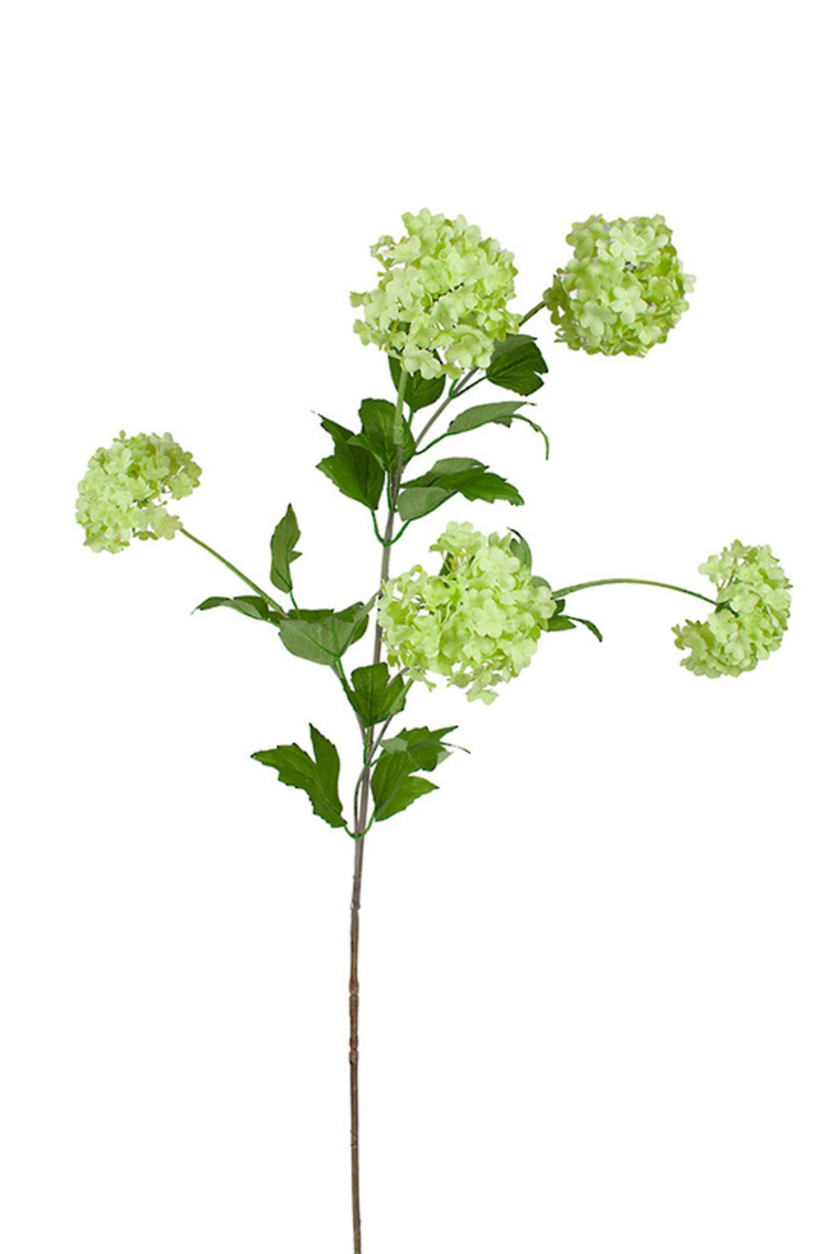 Close up of light green faux snowball viburnum blooms on branching stems