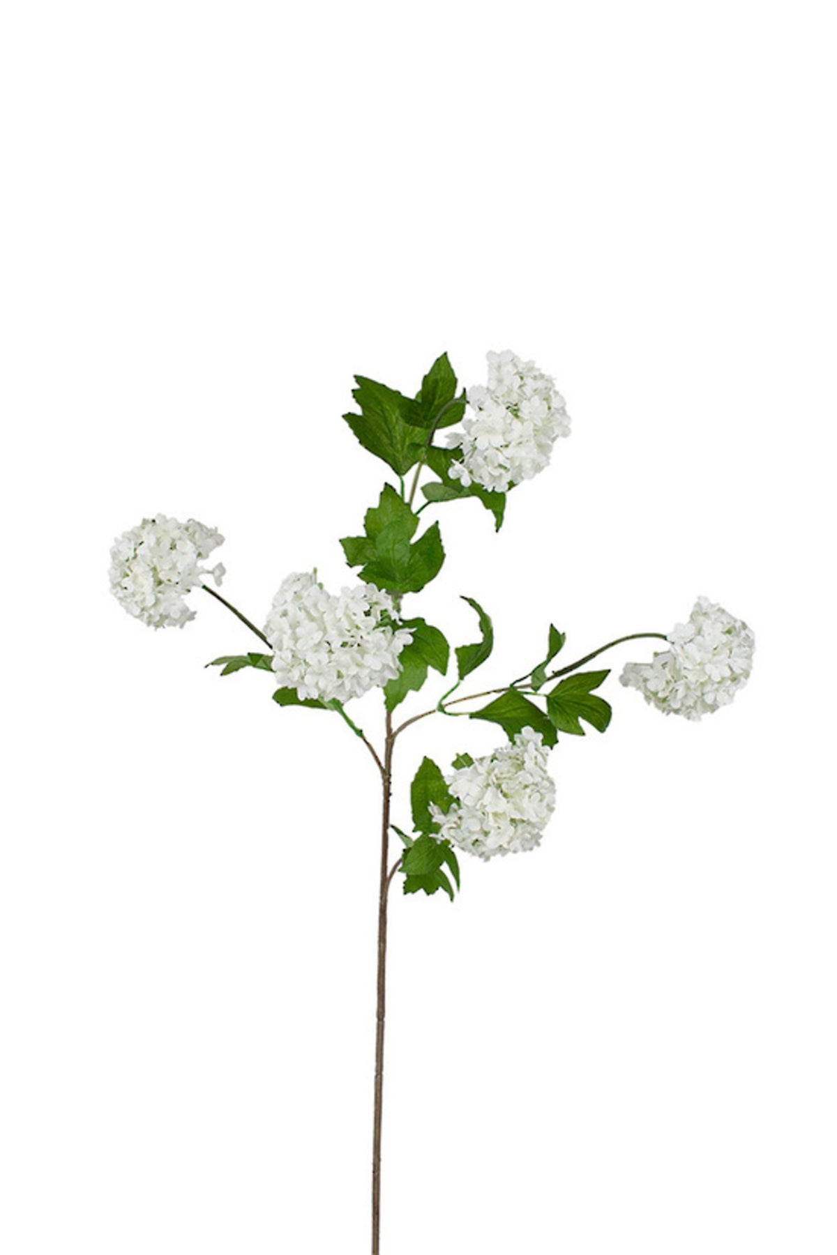Close up of white faux snowball viburnum blooms with deep green leaves