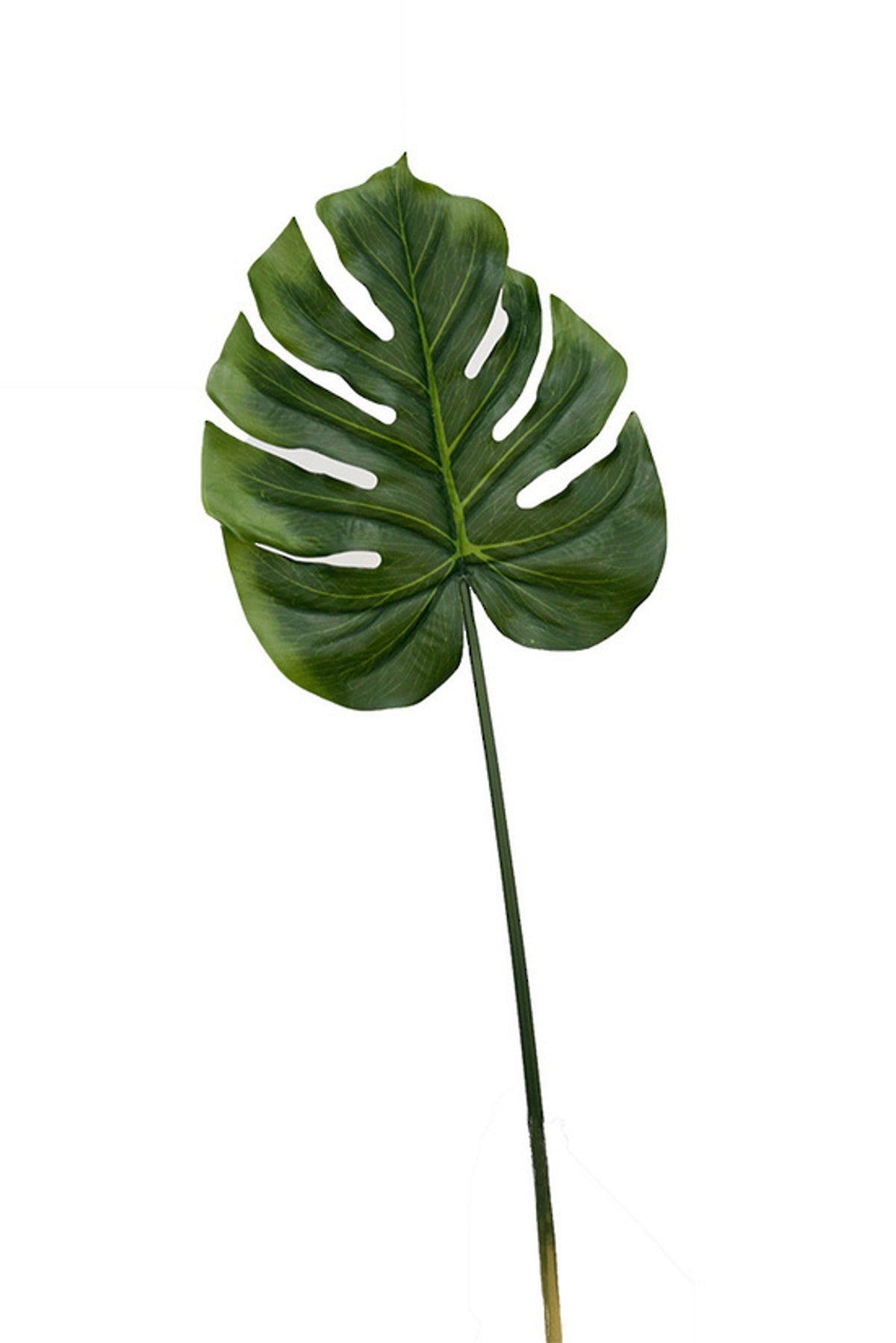 Split Philodendron Leaf, single large split monstera leaf on a long stem, on white