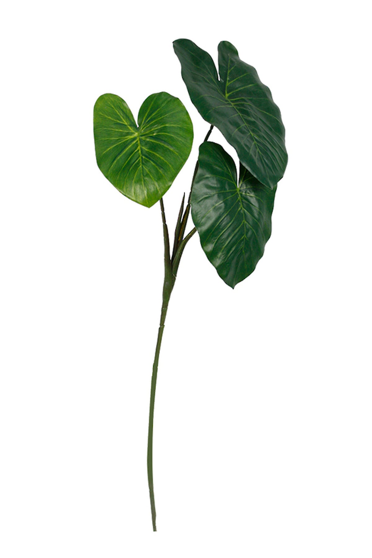 Taro Leaf Spray, three heart-shaped taro leaves on a long stem, on white