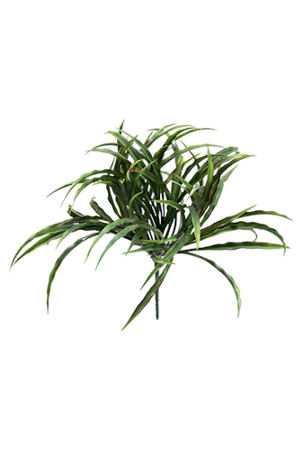 Vanilla Grass Bush, arching striped grass blades with reddish edges, on white