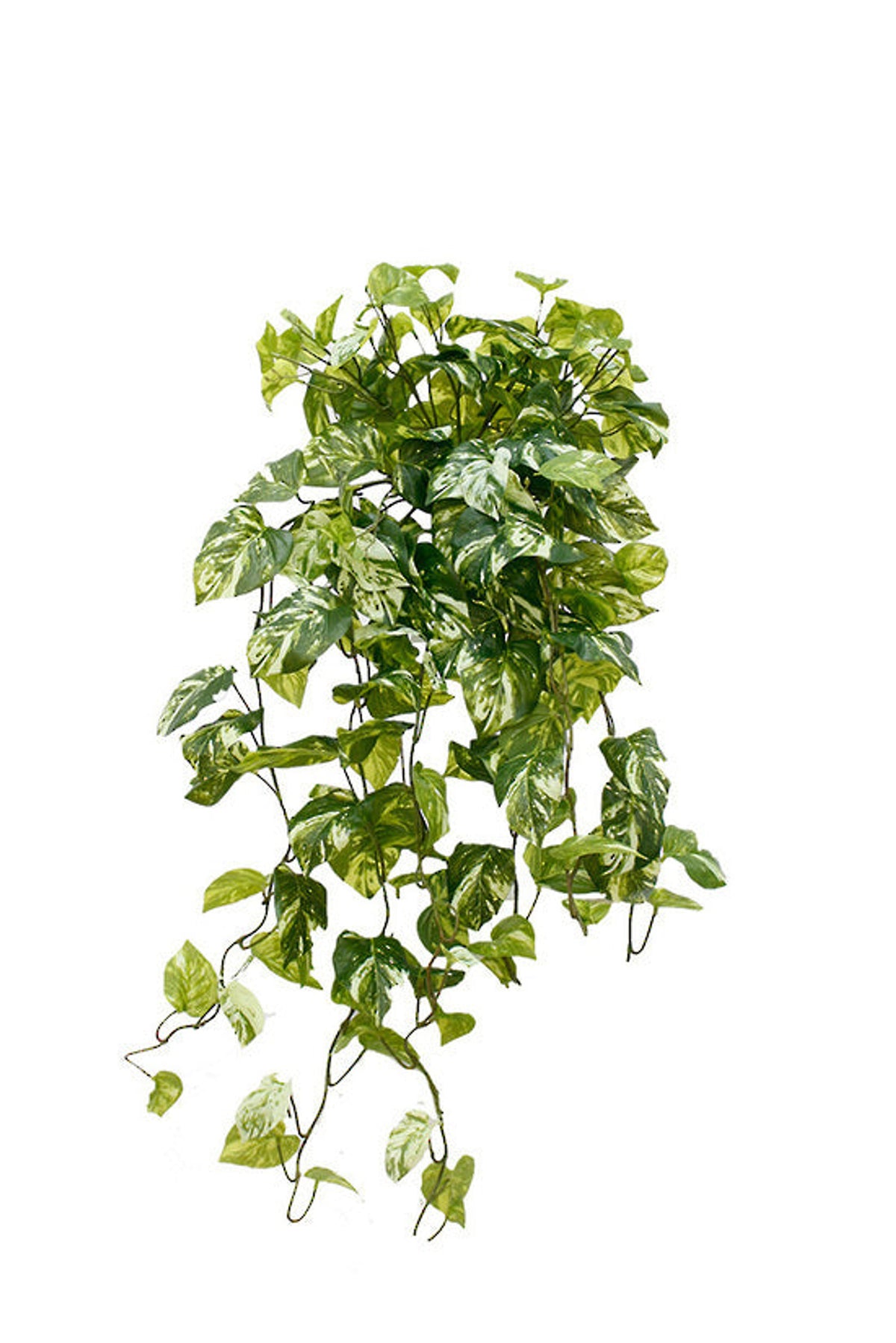 Variegated pothos bush with green and cream marbled leaves trailing from a dense head, on white