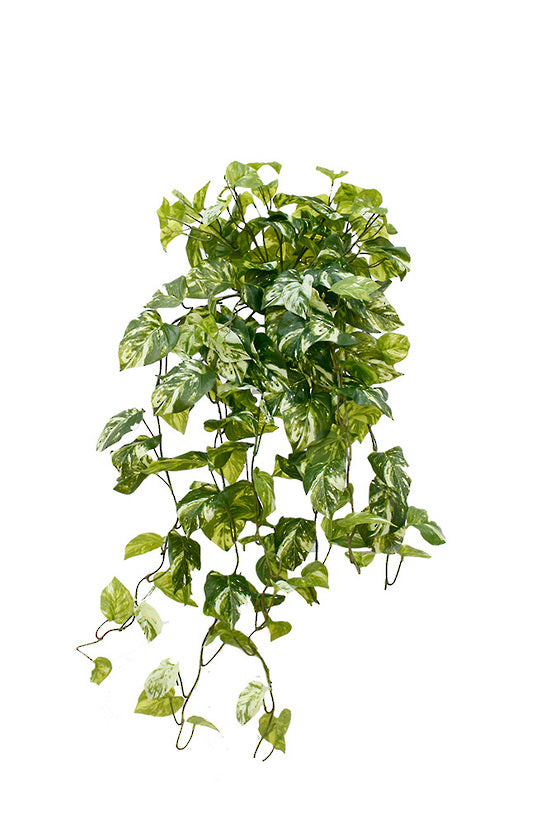 Variegated pothos bush with green and cream marbled leaves trailing from a dense head, on white