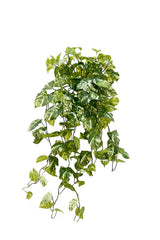 Variegated pothos bush real touch artificial stem with cascading green and cream leaves