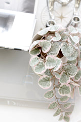 Variegated pink and green string of hearts faux hanging vine draped over a stack of coffee table books beside a silver candleholder in a bright neutral space