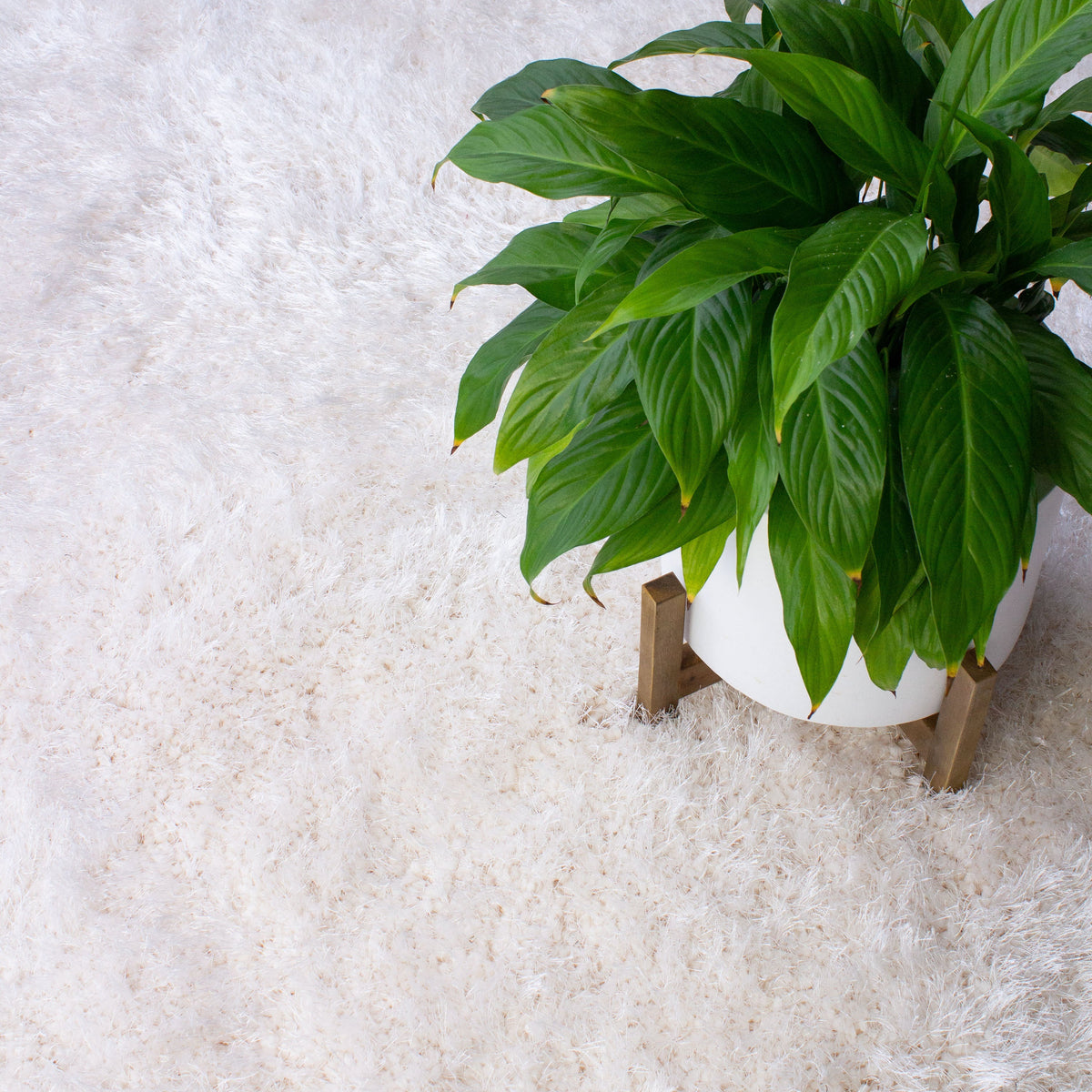 Potted leafy plant on a stand resting on the white shag pile