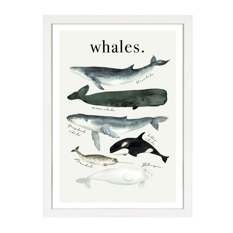 Watercolour Whales Print by Papier HQ in a white frame, labelled watercolour whales including an orca, narwhal and beluga