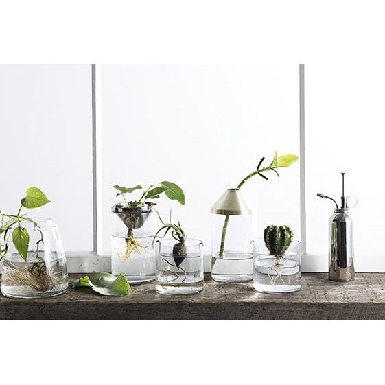 Botanical Vase - Small Brass by Zakkia, in a handblown glass vase on a window sill.